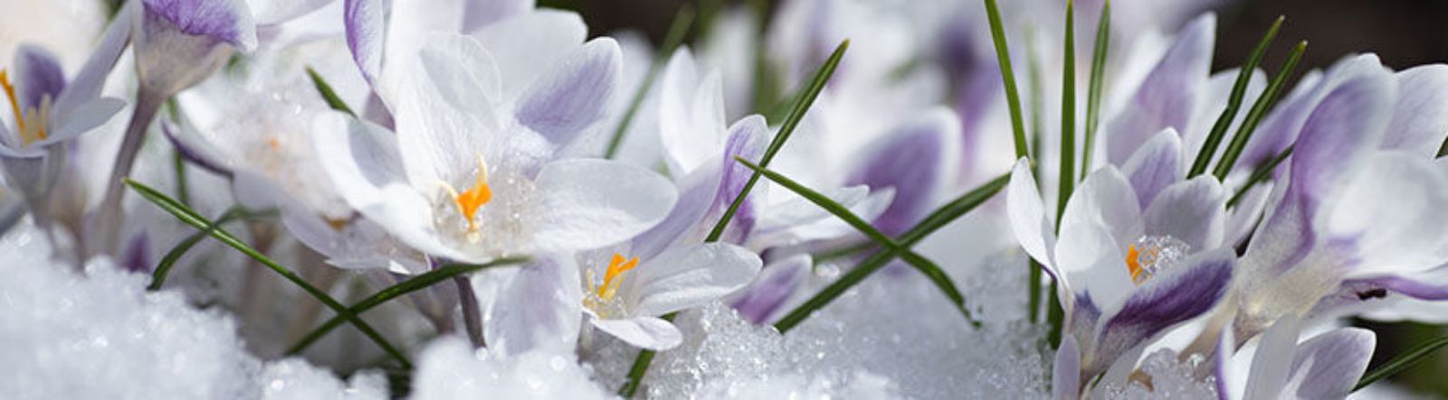 Conseil jardinage : le mois de février