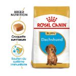 Image de BHN Dachshund Puppy 1,5kg