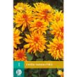 Image de 1 bulbe de fleur de dahlia autumn fairy