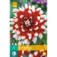 Image de 1 bulbe de fleur de dahlia duet