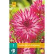 Image de 1 bulbe de fleur de dahlia dutch eplosion