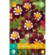 Image de 1 bulbe de fleur de dahlia mary evelyn