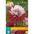 Image de 1 bulbe de fleur de dahlia rebeccas world