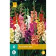 Image de 10 bulbes de fleurs de glaieuls mix