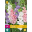 Image de 25 bulbes de fleurs de glaieuls pastel mix