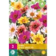 Image de 3 bulbes de fleurs de dalhias happy single mix
