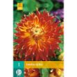 Image de 1 bulbe de fleur de dahlia akita