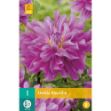 Image de 1 bulbe de fleur de dahlia bluetiful