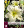Image de 1 hemerocallis joan senior i