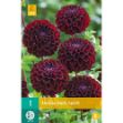 Image de 1 dahlia dark spirit i