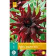 Image de 1 dahlia brigitta alida i