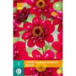 Image de 1 dahlia hootenanny-swan island i