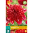 Image de 1 dahlia speech i