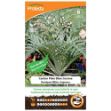Image de Graines de cardon plein blanc inerme - Protecta
