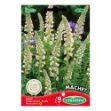 Image de Graines de reseda odorata machet