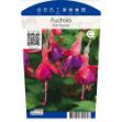 Image de Fuchsia 'Tom Thumb' P11