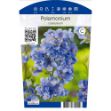 Image de Polemonium caeruleum P11