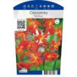 Image de Crocosmia 'Red King' P11