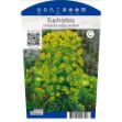 Image de Euphorbia char. 'Wulfenii' P11