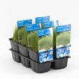 Image de Eleocharis acicularis Pot 9cm