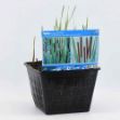 Image de Typha angustifolia Pot 28x28cm