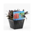 Image de Lobelia cardinalis Pot 28x28cm