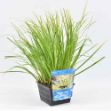 Image de Acorus gramineus 'Ogon' Pot 18cm
