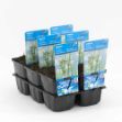 Image de Cyperus longus Pot 9cm
