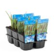 Image de Typha latifolia Pot 9cm