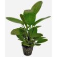 Image de Plante Echinodorus Ozelot Vert 5 Cm En Pot