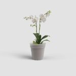 Image de POT CULTURE MADAGASCAR ORCHIDÉE 21CM TRANSPARENT