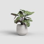 Image de CACHE-POT HEMERA 20CM CRÈME