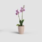 Image de POT FIJI ORCHIDÉE 12,5CM ROSE NUDE