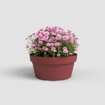 Image de COUPE CAPRI 25CM ROUGE FONCÉ