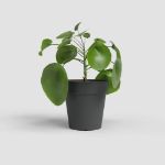 Image de POT DE CULTURE MADAGASCAR 50CM ANTHRACITE