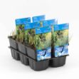 Image de Carex panacea Pot 9cm