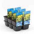 Image de Euphorbia palustris Pot 9cm