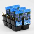 Image de Iris setosa Pot 9cm