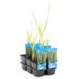 Image de Typha latifolia 'Variegatus' Pot 9cm