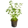 Image de Plante Bacopa Monerii 5 Cm En Pot