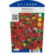 Image de Helenium 'Moerheim Beauty' P11